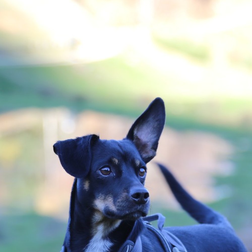 Lo stesso cane in uno scatto da telefono, scuro e sfocato